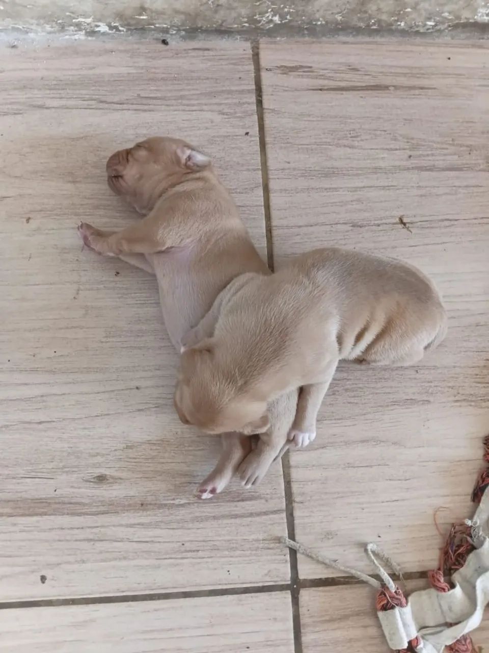 Cachorro 