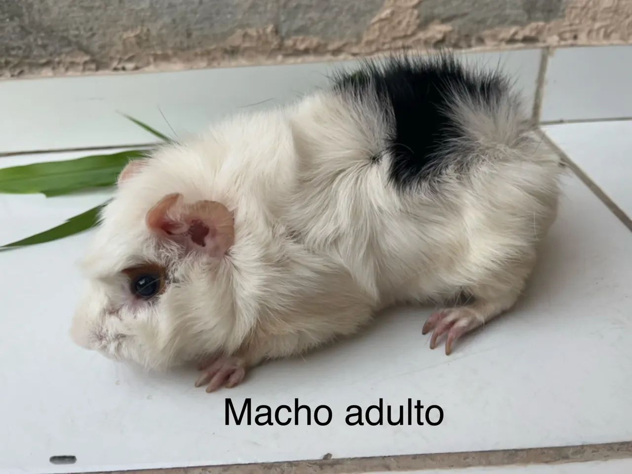 Porquinho da índia