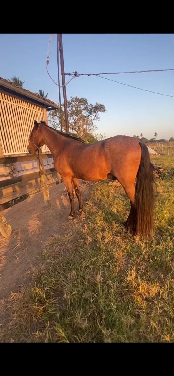 Cavalo - Foto 5