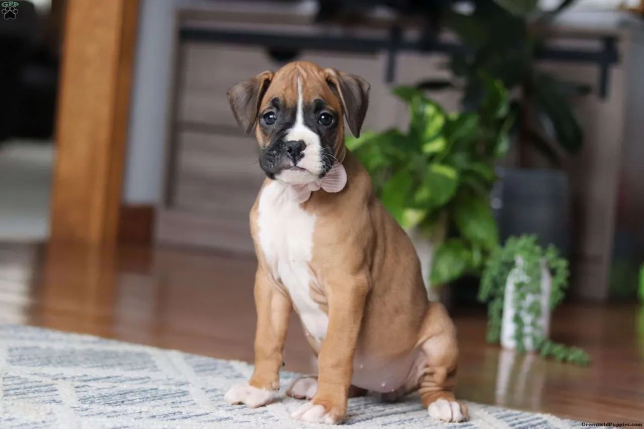 Um boxer muda qualquer rotina 