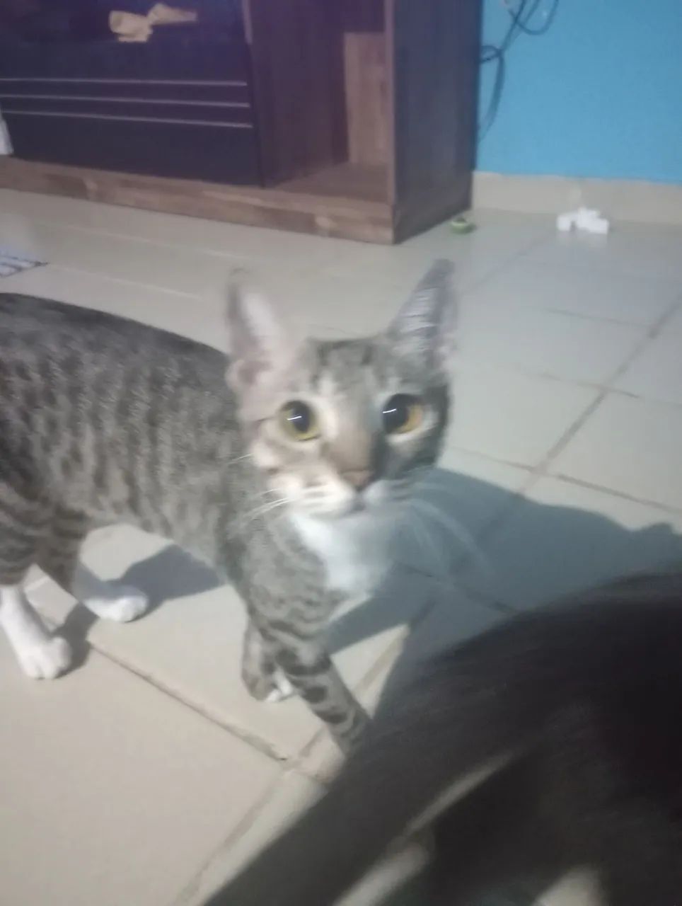 Gatos resgatados doação de imediato  - Foto 3