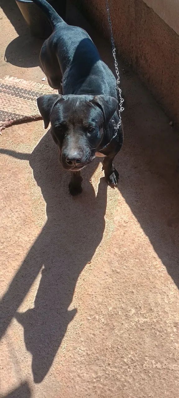 Vendo uma cachorrinha 