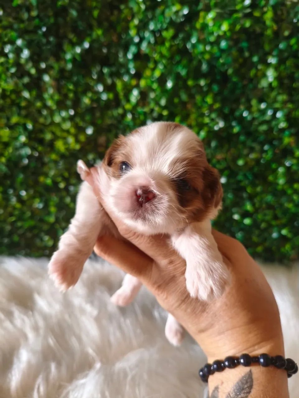 Shihtzu macho 