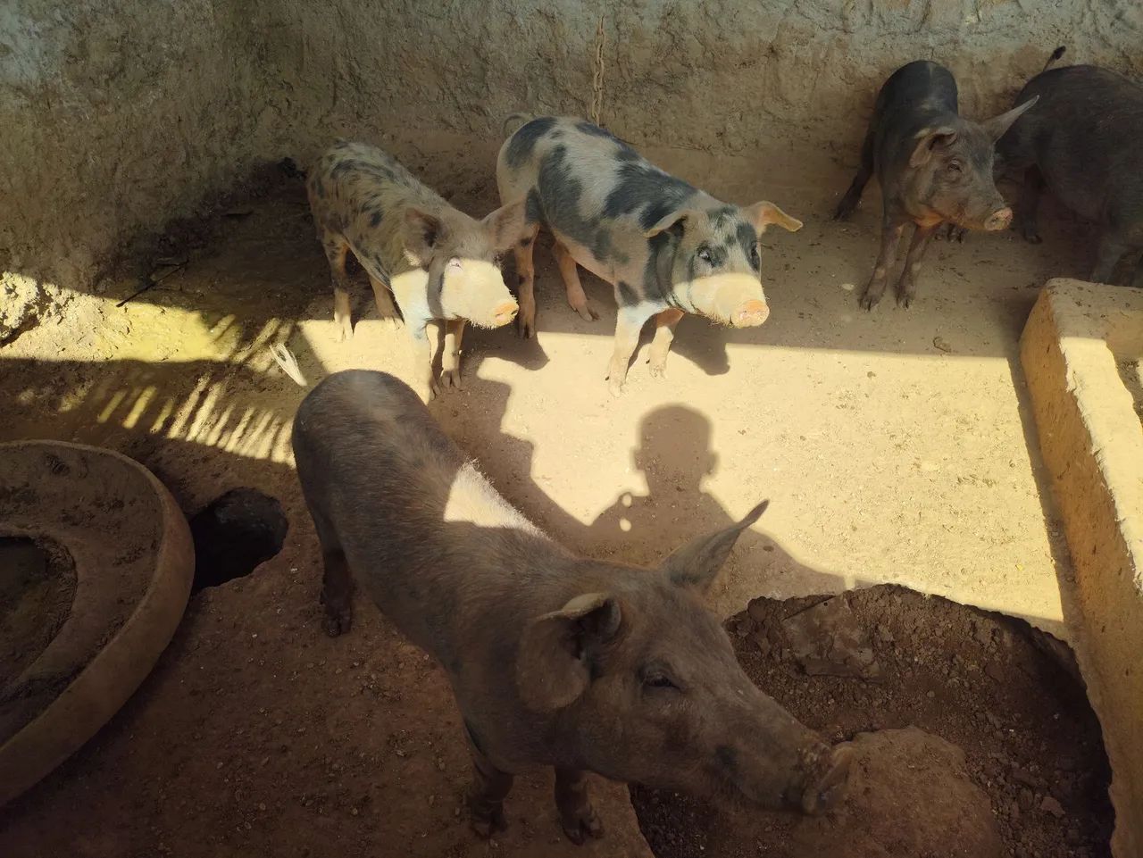 Suínos