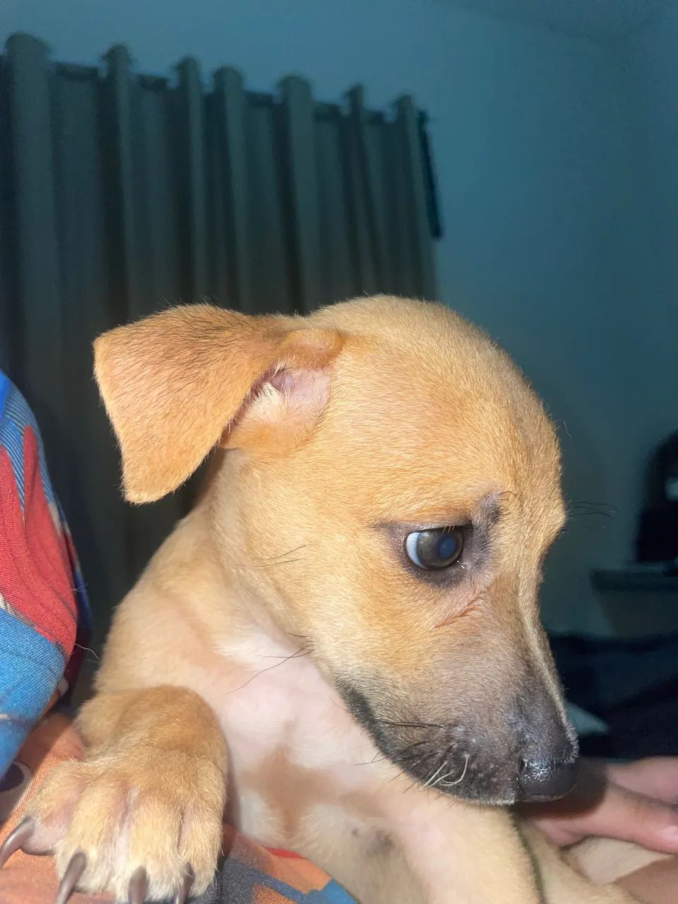 Doação de cachorro salsicha  - Foto 3