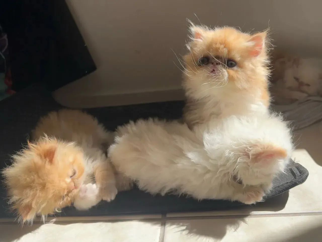Persa 100% Amor e Carinho  - Foto 3