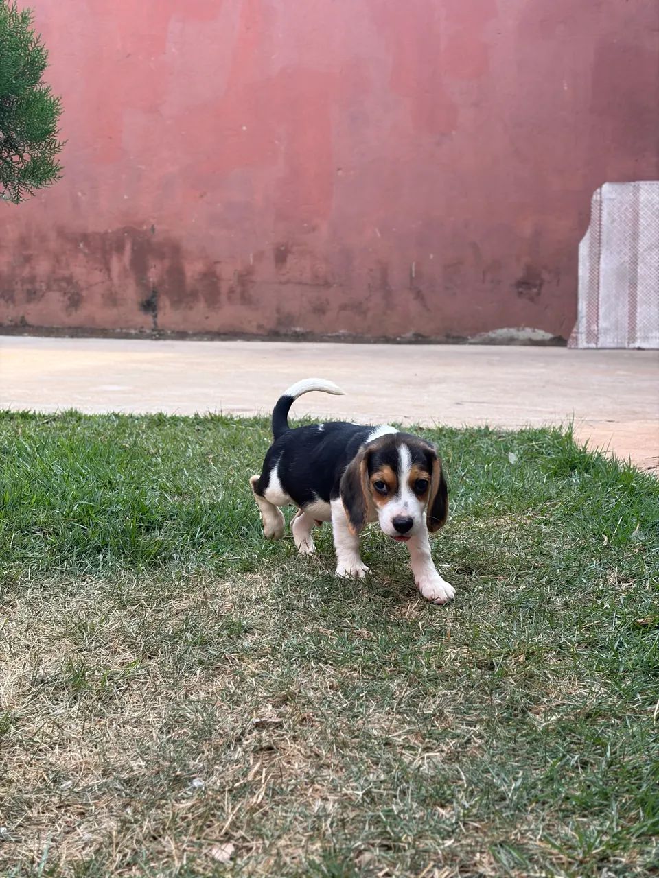 Filhote de beagle macho  - Foto 3
