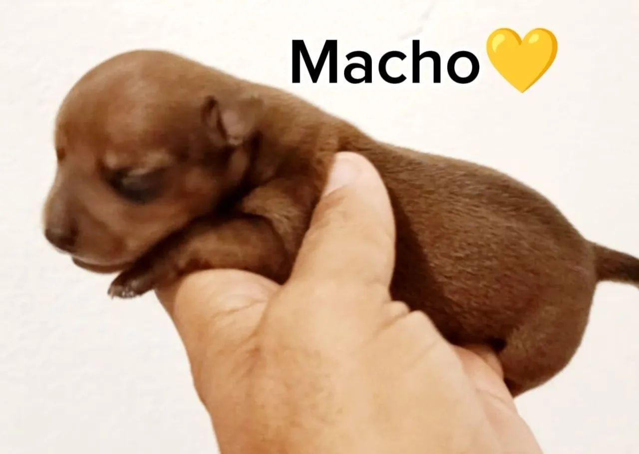 Pinscher miniaturas - Foto 2