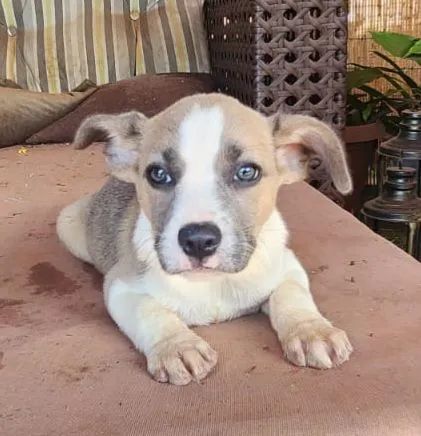 Doam-se filhotes de Border Collie com Buldogue Francês - Foto 4