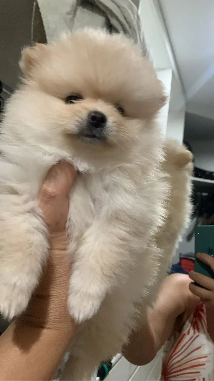 SPITZ ALEMÃO  - Foto 4