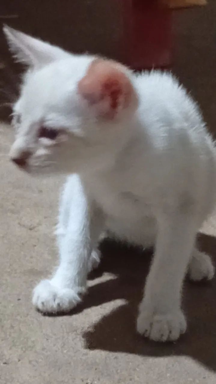 Gatos