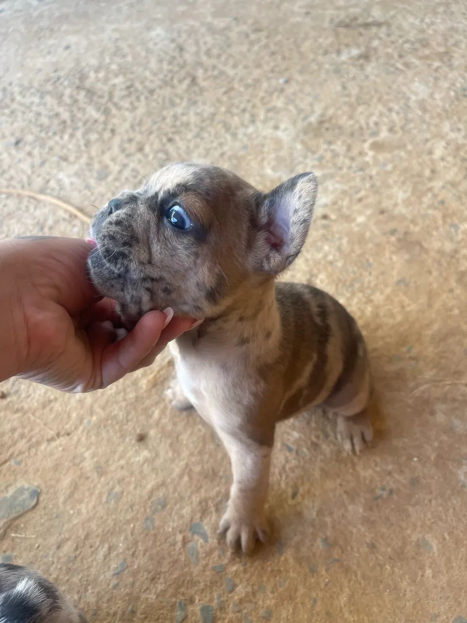 Filhotes e buldogue  - Foto 5