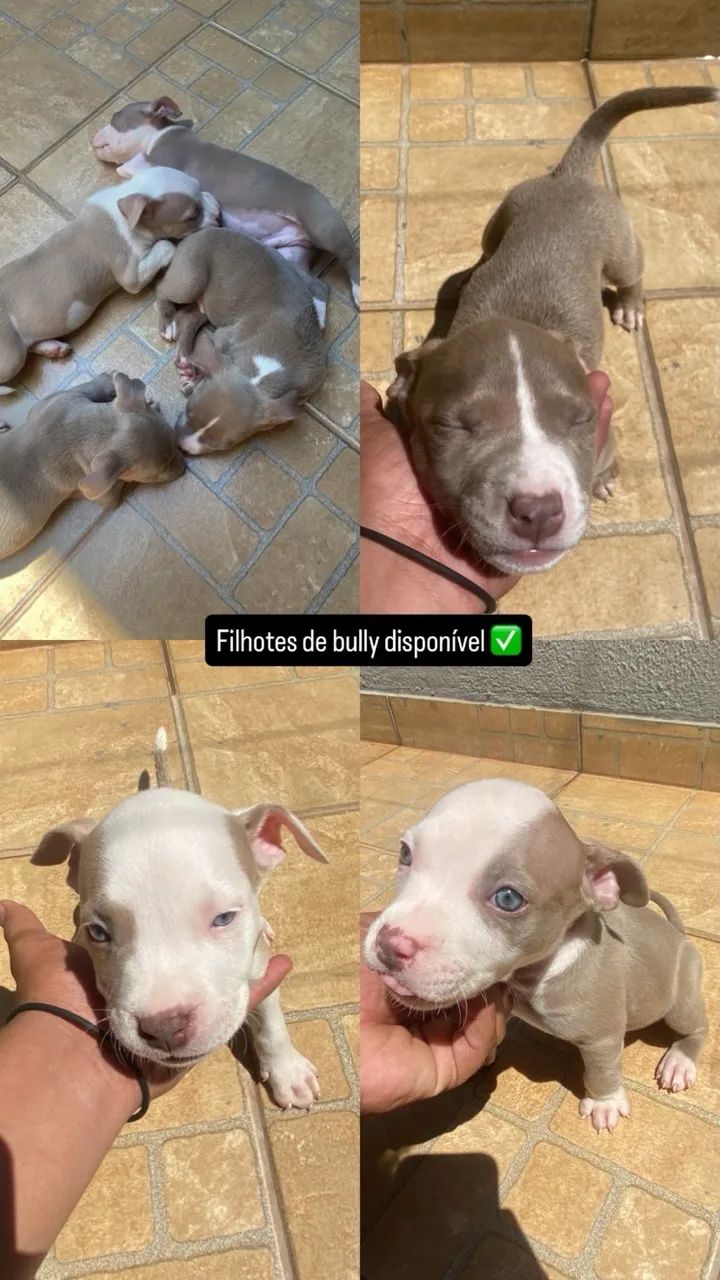 Filhote american bully  - Foto 3