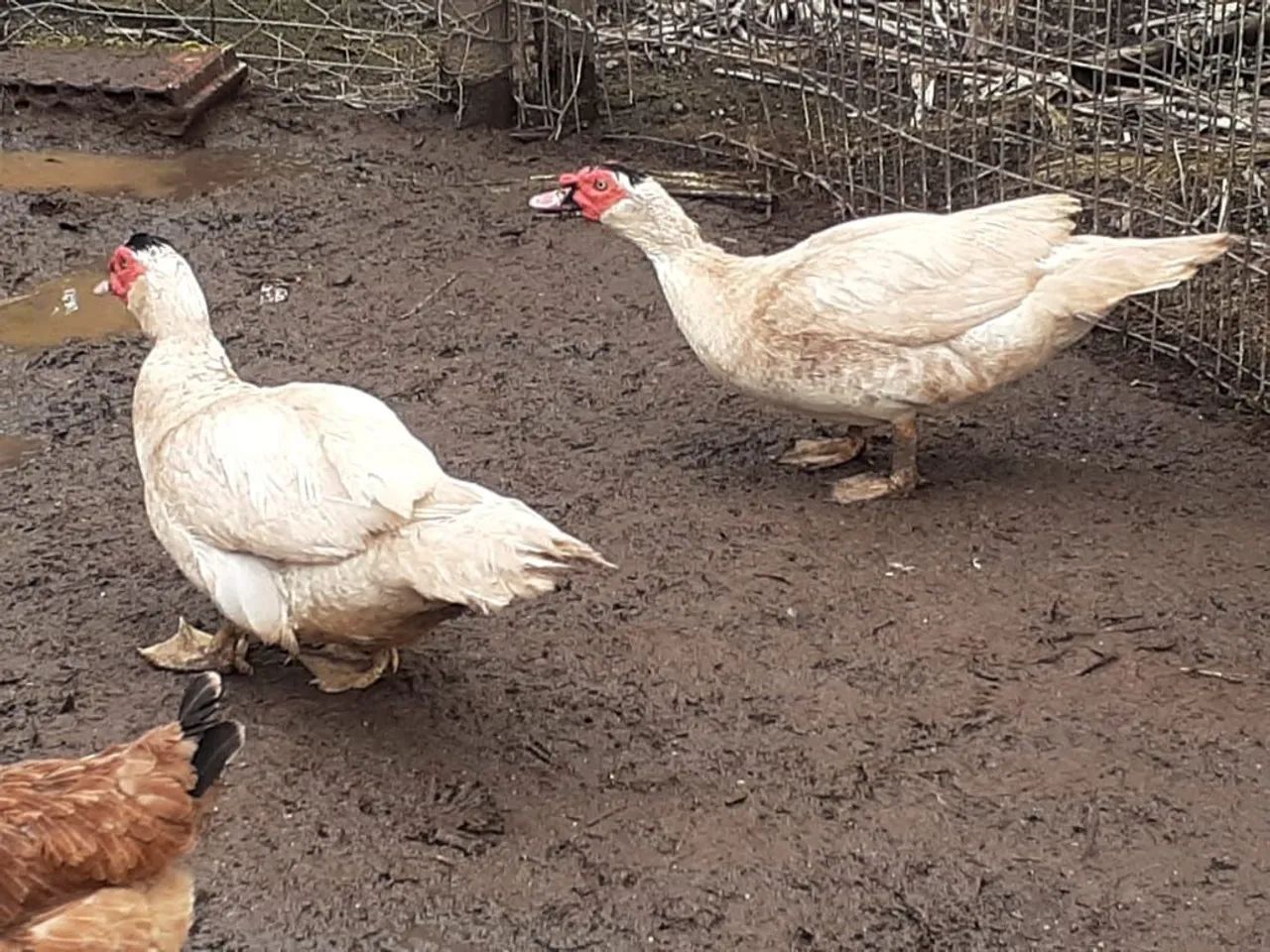 Patos Gigantes  - Foto 4