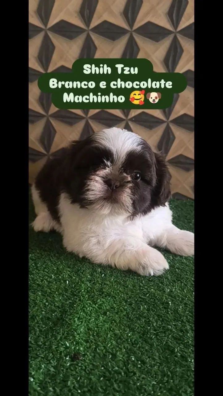 Shih Tzu macho 