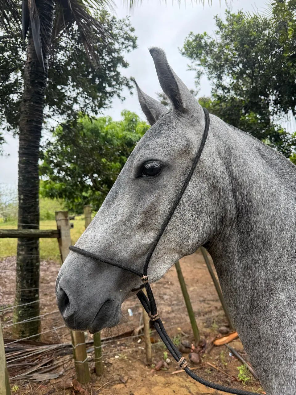 Égua Mangalarga Marchador - Foto 4