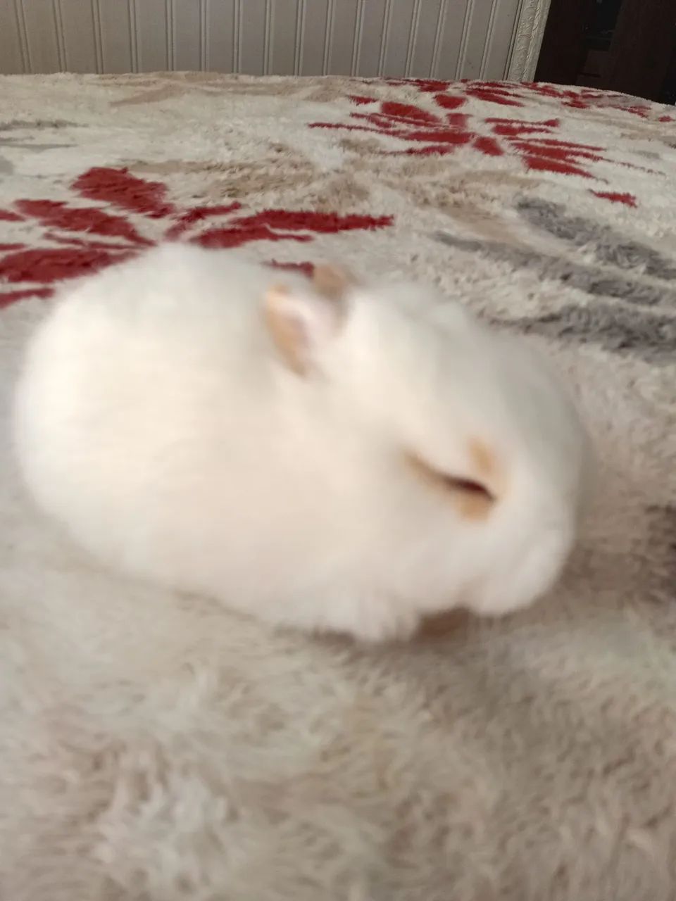 Netherland dwarf  - Foto 3