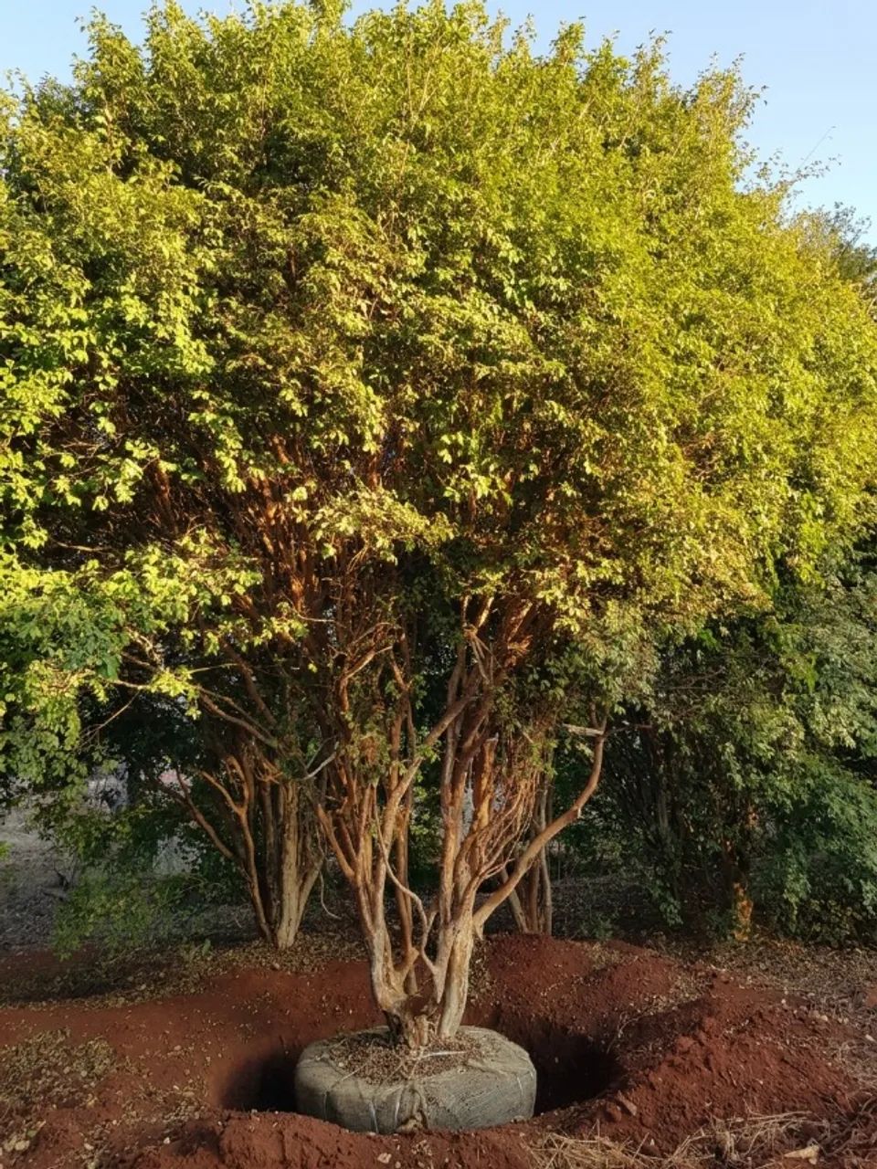 Jabuticabeira Híbrida - Foto 3