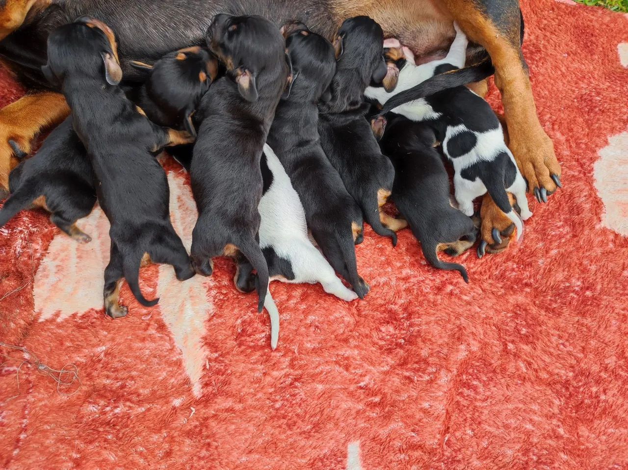 Dachshund, Cofap, salsicha  - Foto 3