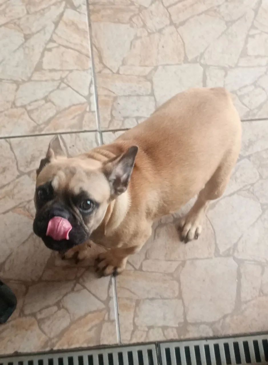 Cachorro  - Foto 2