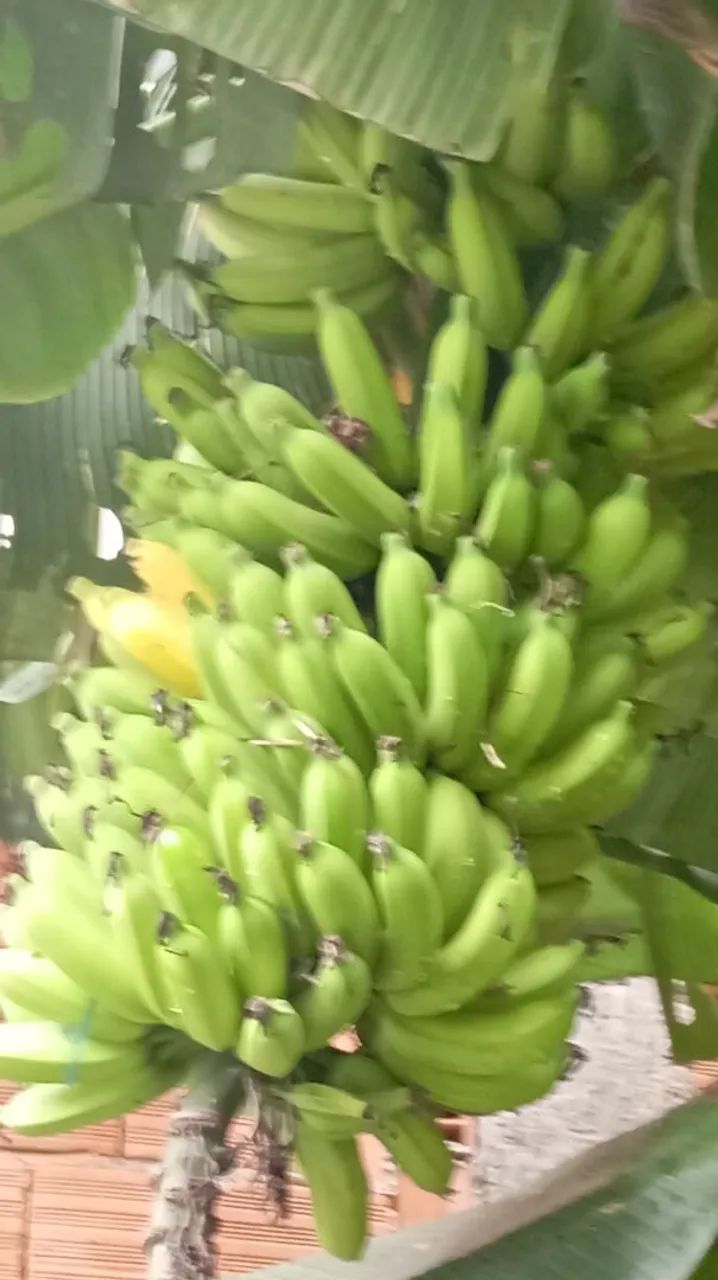 Mudas de banana prata  - Foto 2