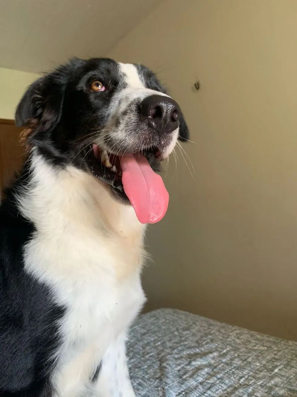 Border Collie quer namorar. Ele é jovem e lindo, de uma ótima linhagem  - Foto 2