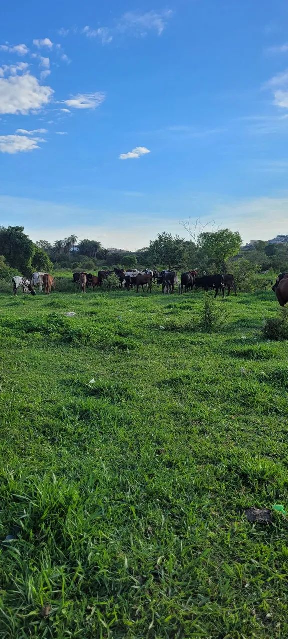 Mudas de capim açu.  - Foto 5