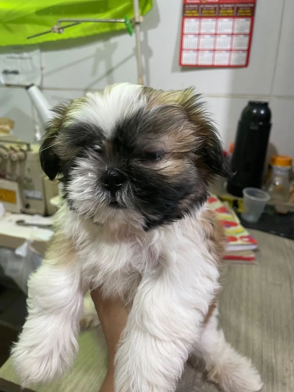 Cachorro  - Foto 5