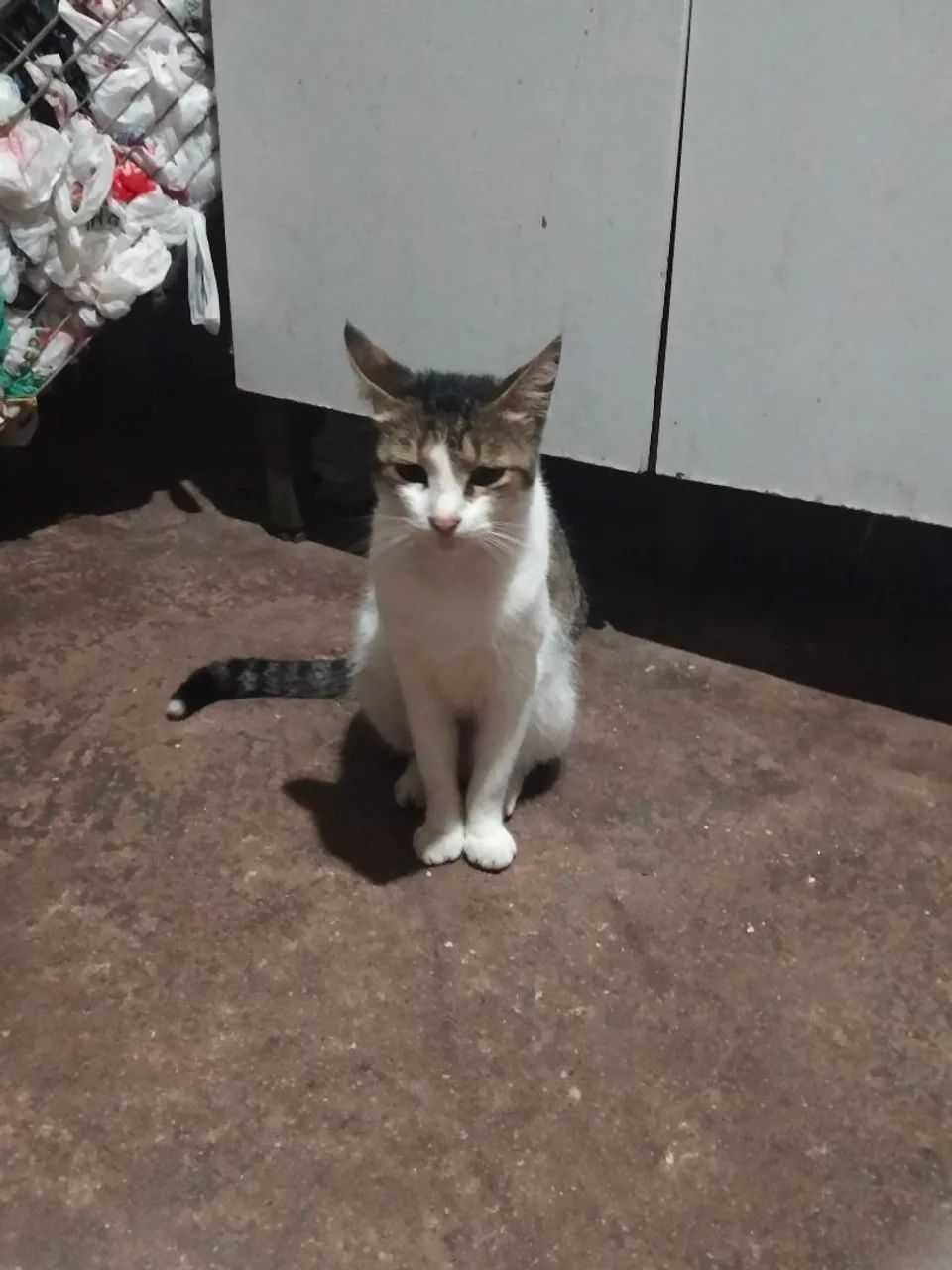 Doação  - Foto 4