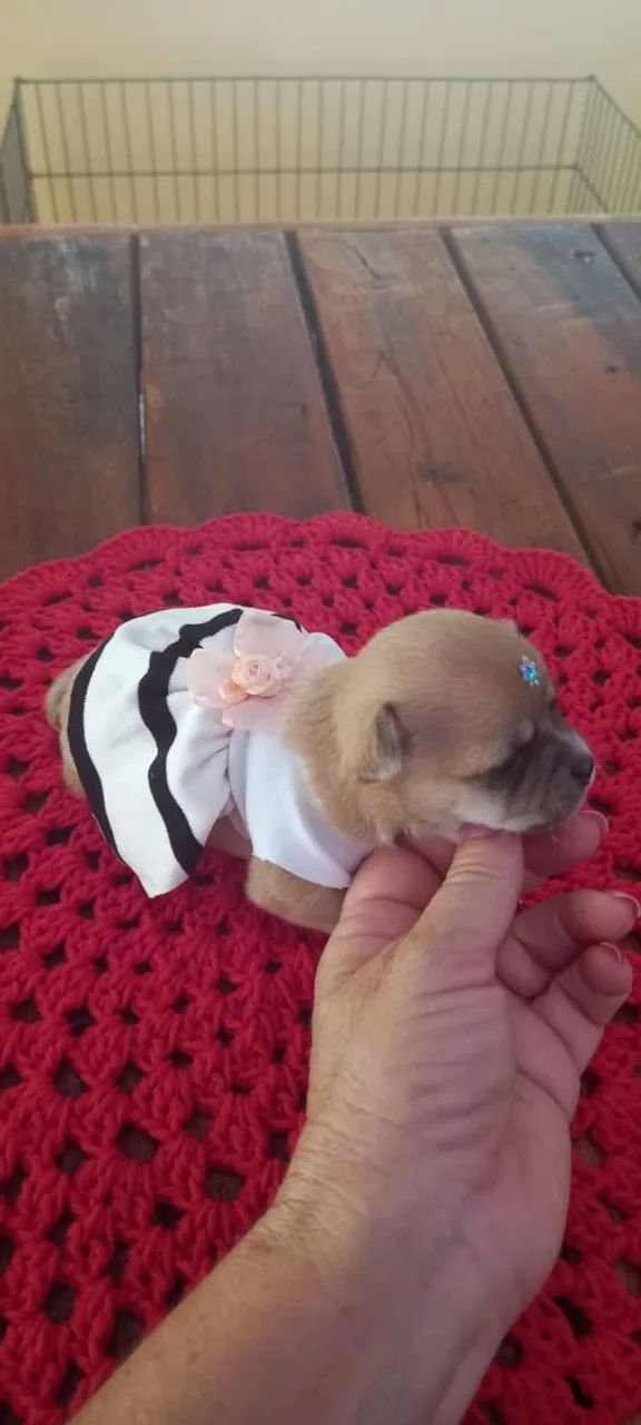 Chihuahuas  - Foto 2
