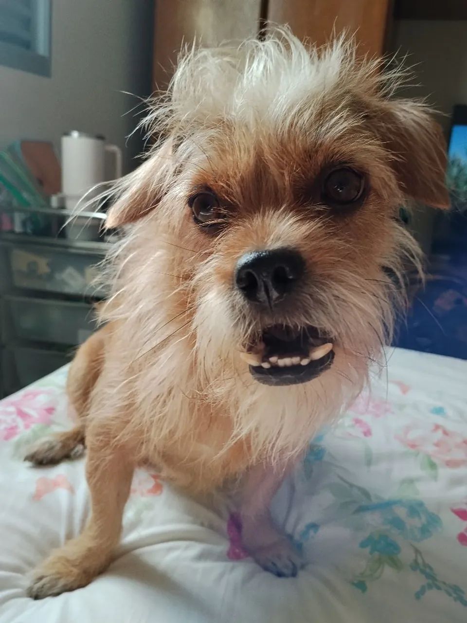 Adoção  - Foto 3