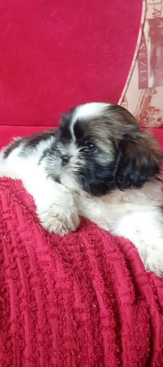 Filhote de Shih Tzu macho  - Foto 2