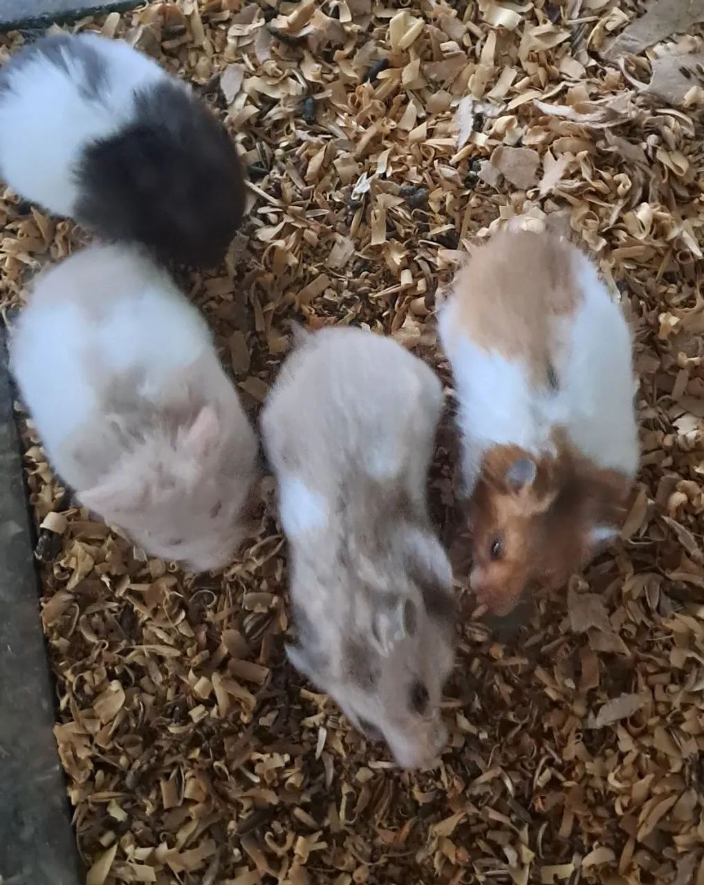 Hamsters Sírios Fofinhos - Foto 6