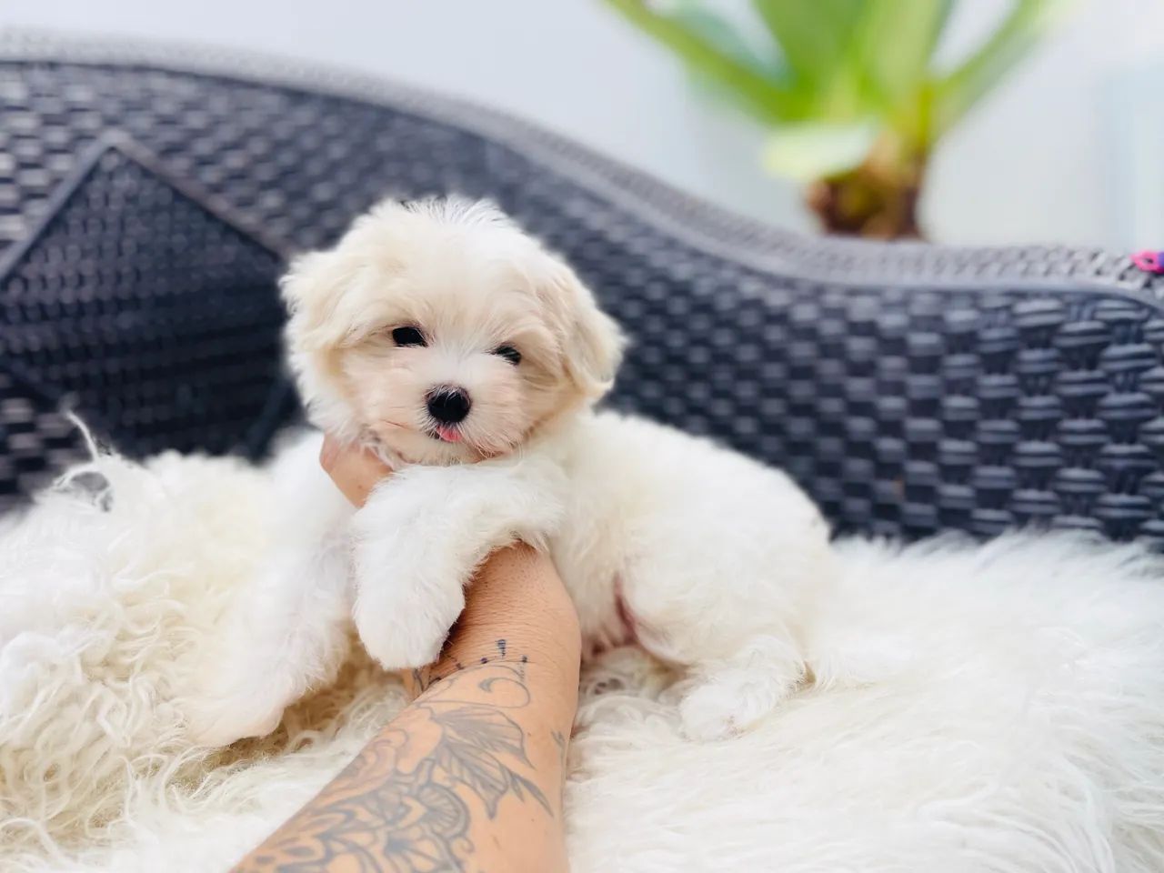 Mini maltês macho com pedigree  - Foto 3