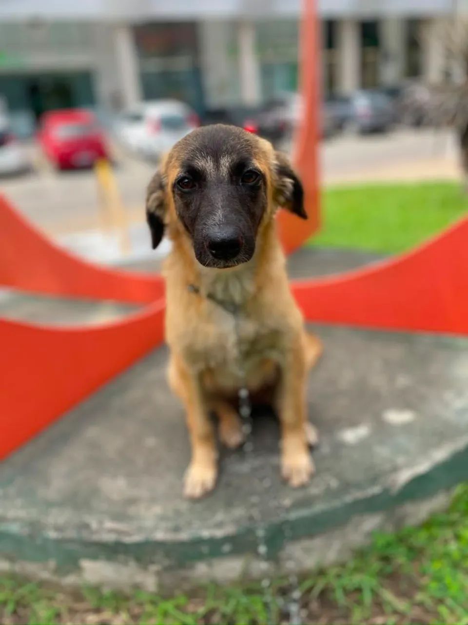 Adoção responsável  - Foto 3