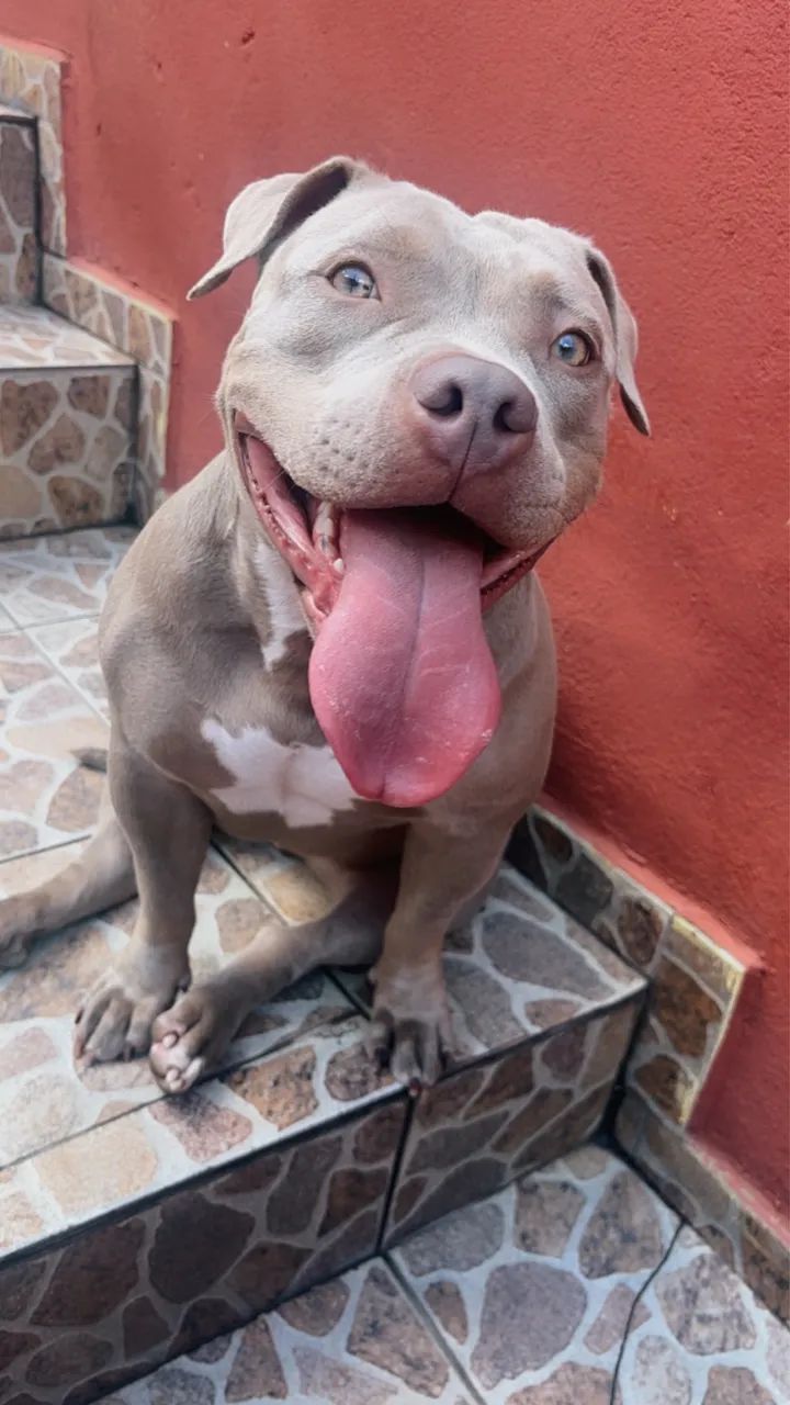 DOAÇÃO - American Bully - Foto 3