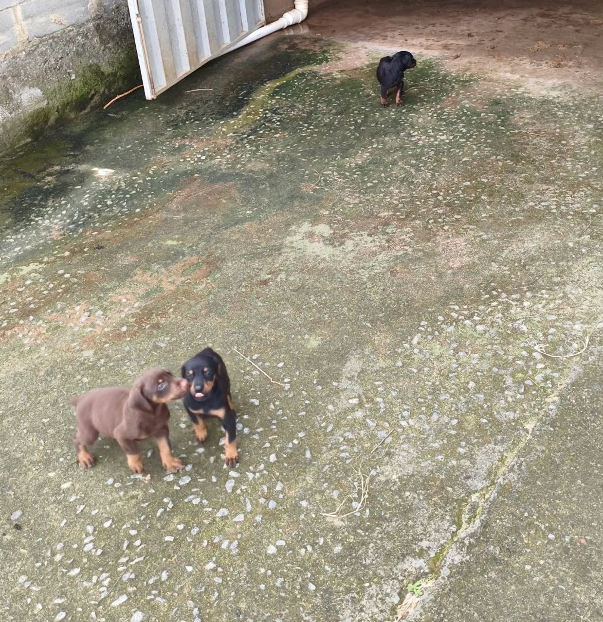 Filhotes de Dobermann  - Foto 3