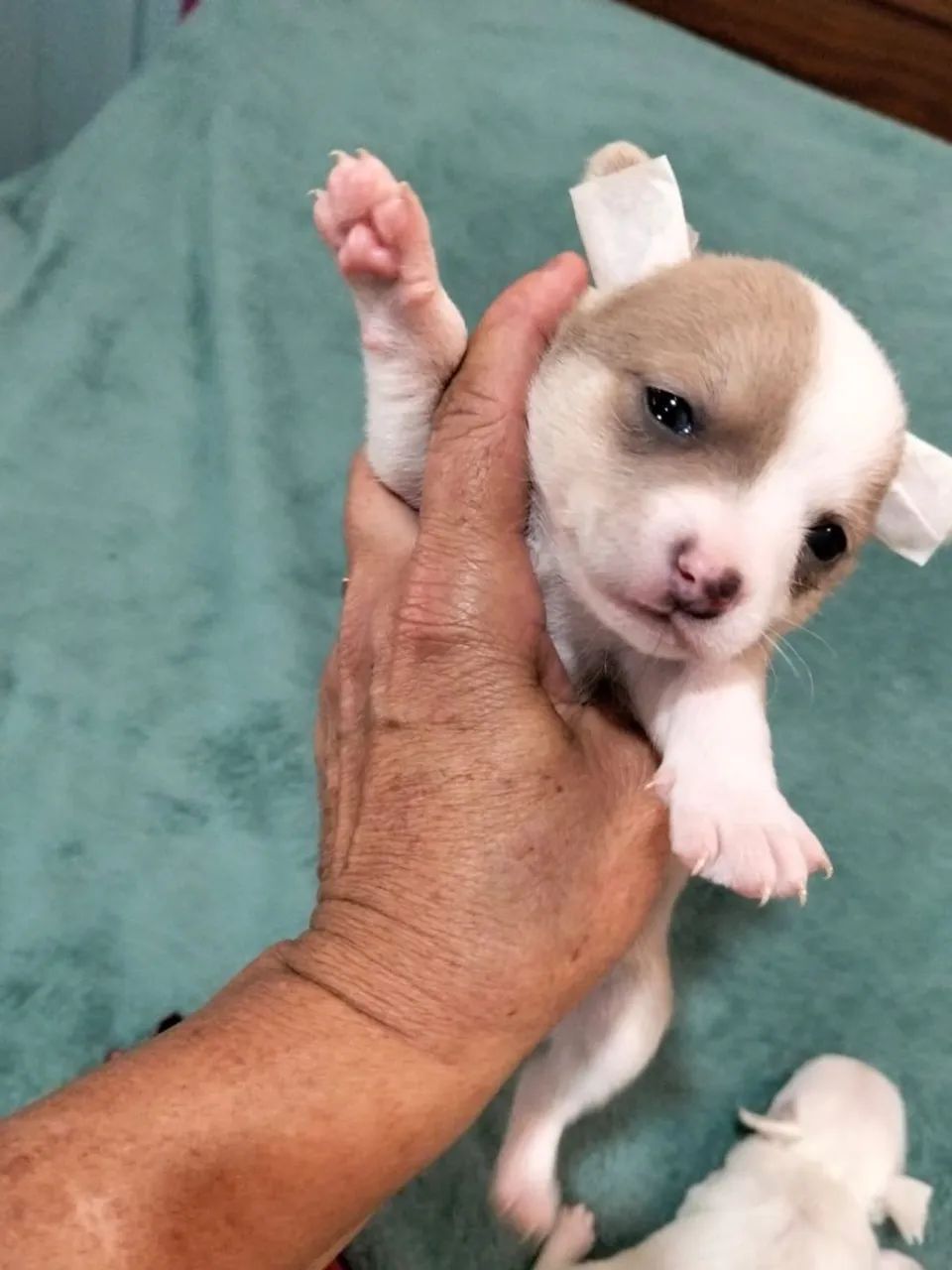Chihuahua macho lilac bicolor  - Foto 2