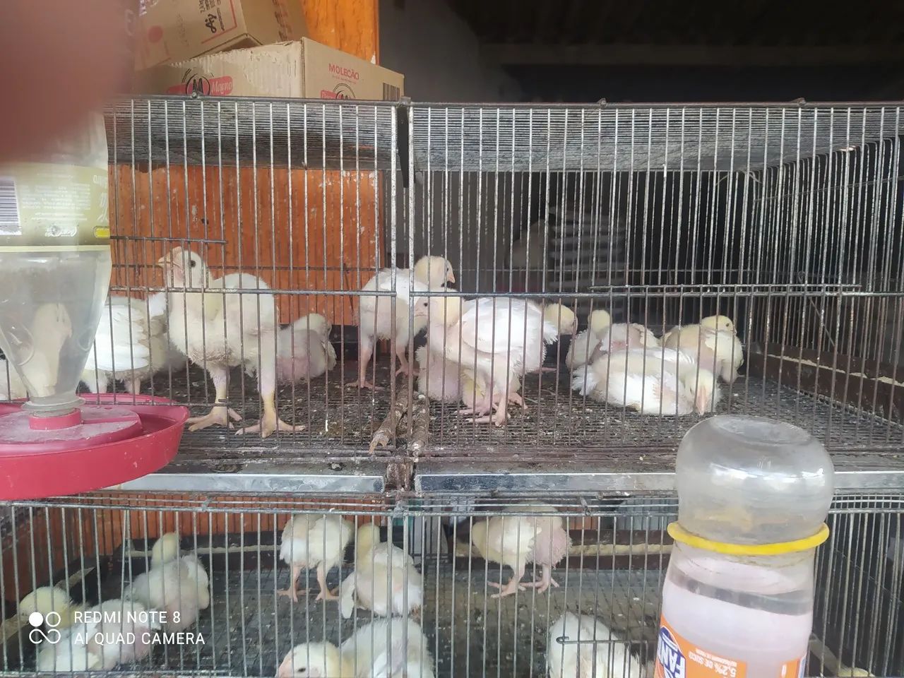 Pintinhos de granja - Foto 2