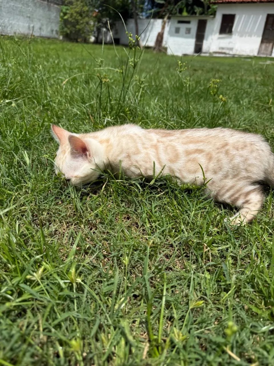 Gato Bengala - Foto 3