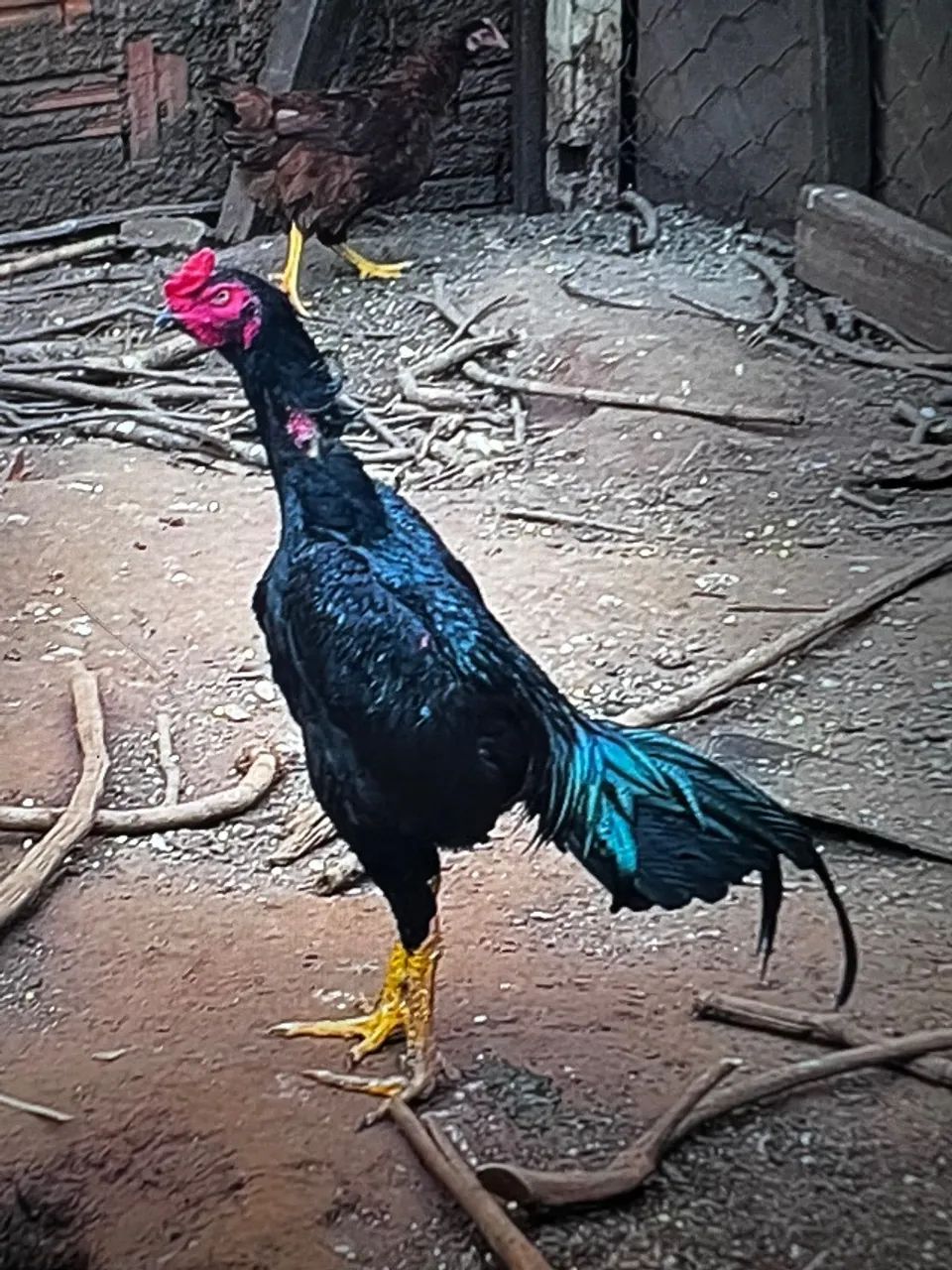 Frango índio 