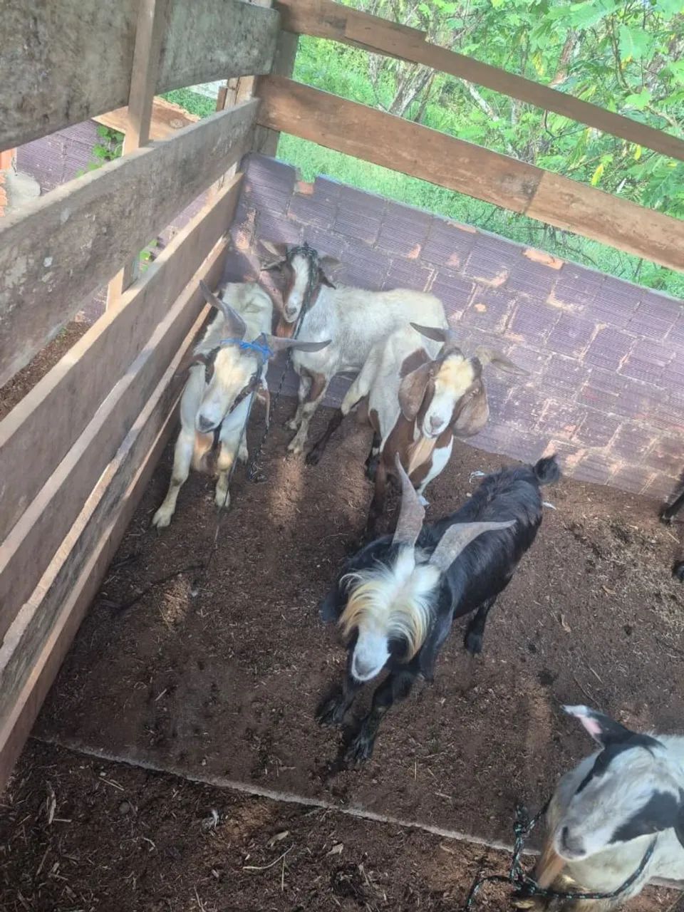 Cabras e bodes - Foto 4