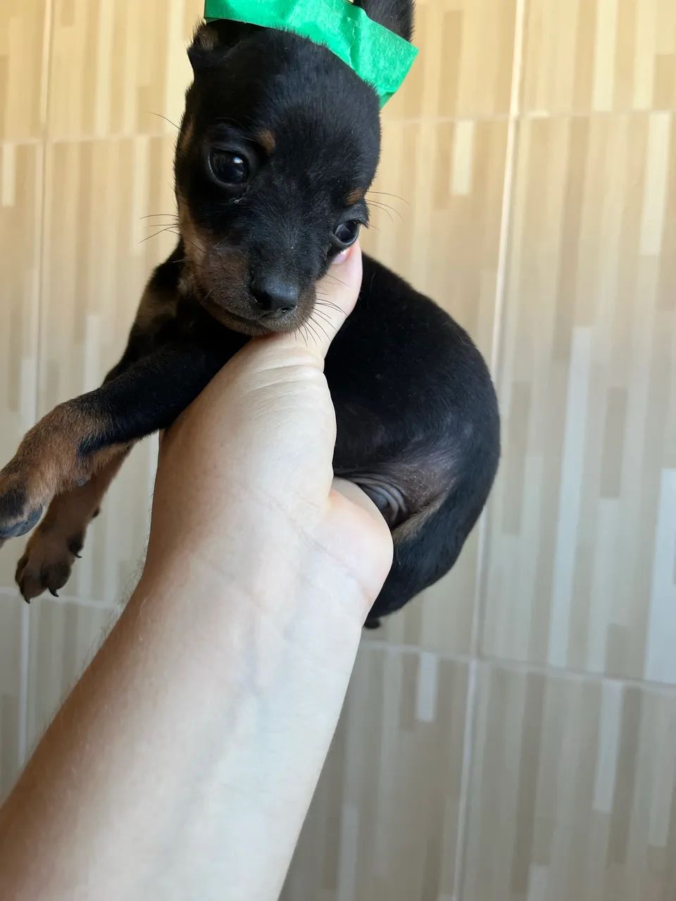 Pinsher macho  - Foto 3