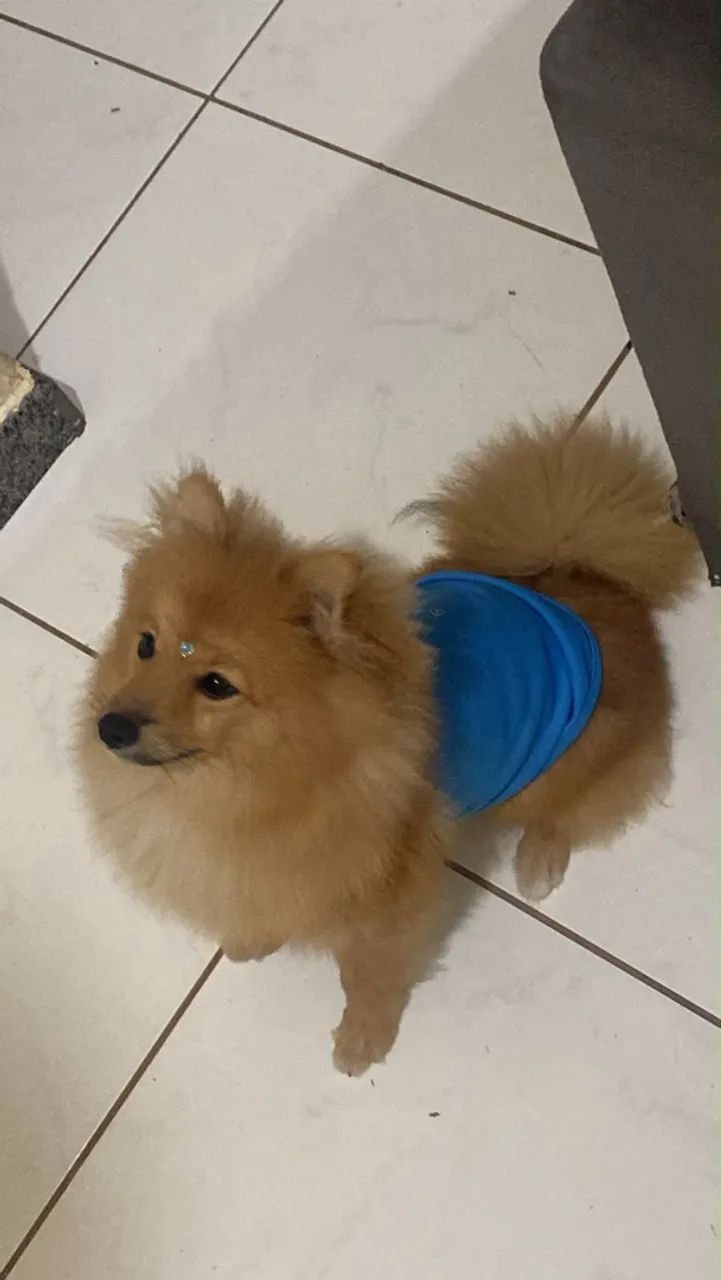 spitz alemão 