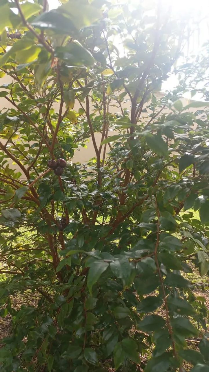 MUDAS DE JABUTICABEIRA (Jabuticaba)