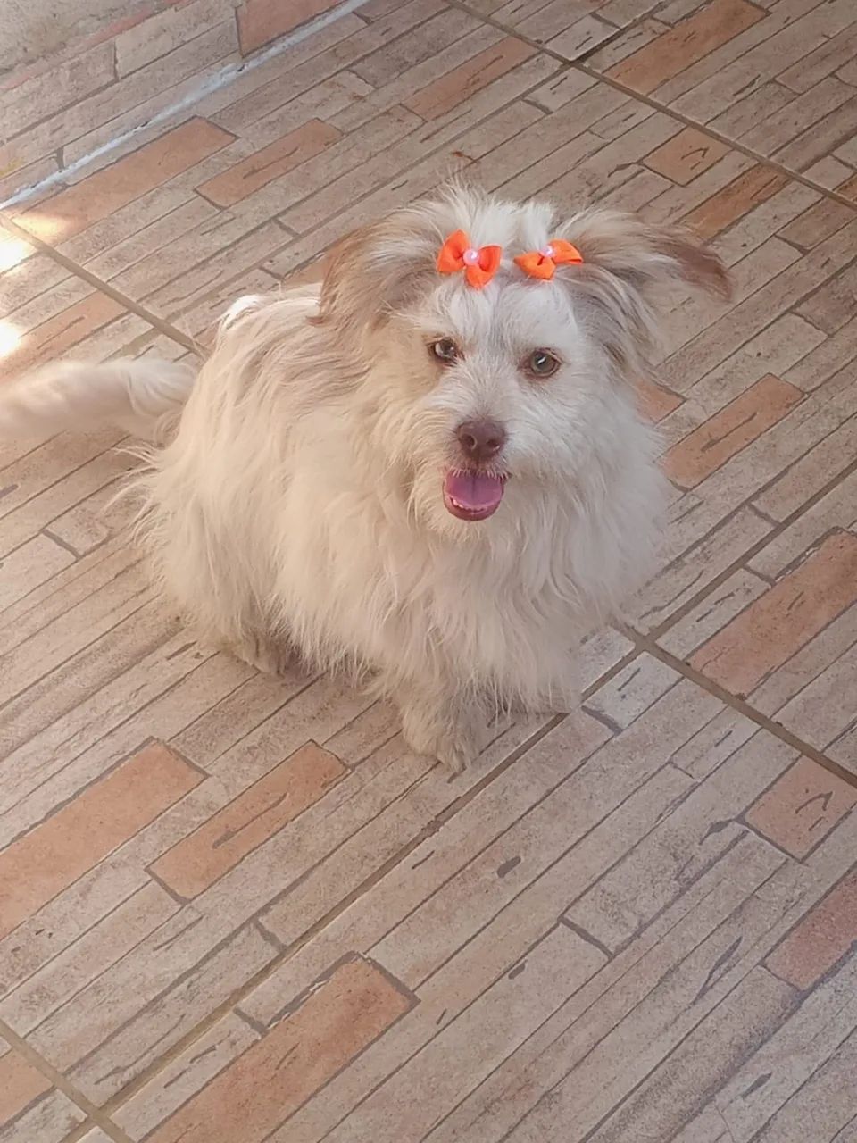 Doação shitszu  - Foto 4