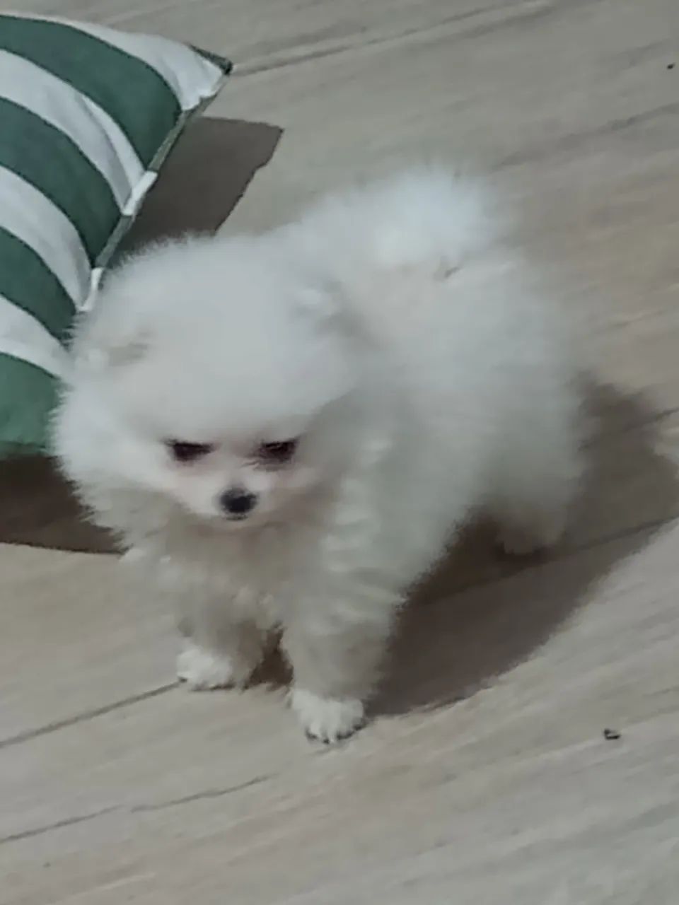 Spitz macho branco neve