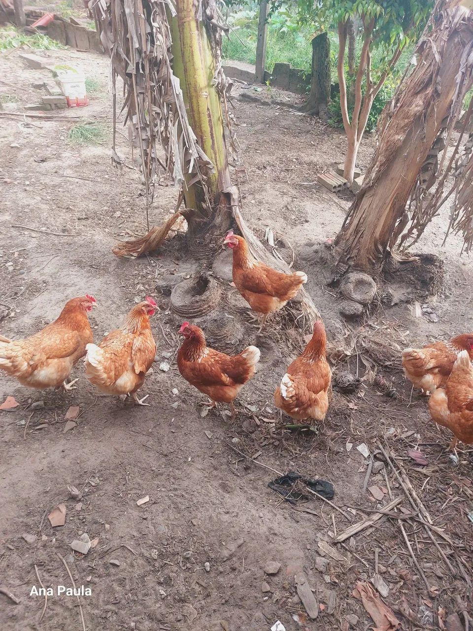Galinhas Isa Brown  - Foto 5
