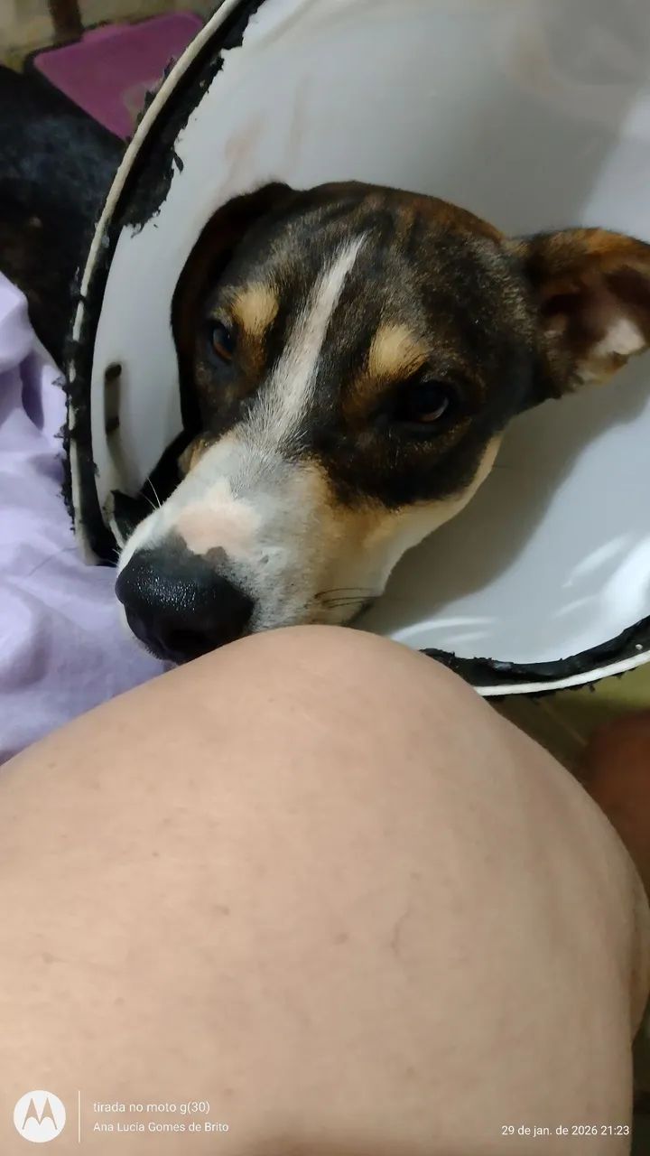 Desaparecido  - Foto 2