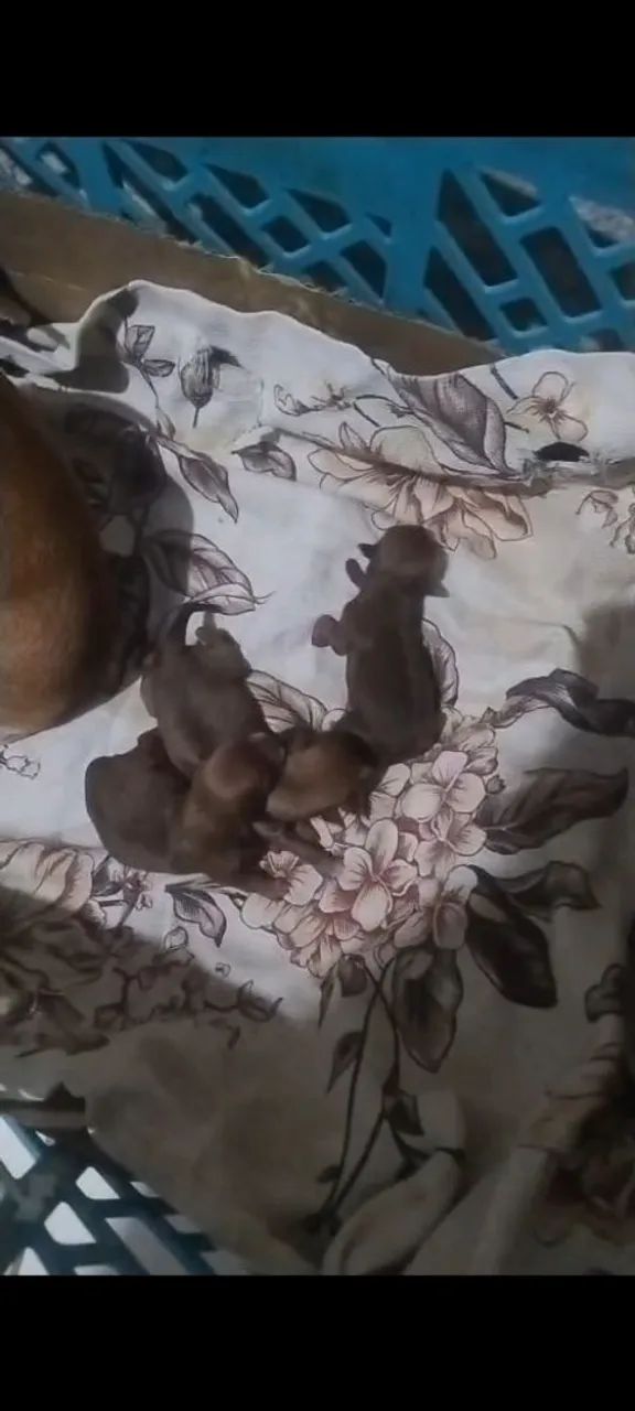 Vende cachorro da raça Pitty